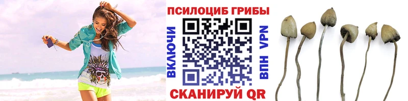 хочу наркоту Курчалой Псилоцибиновые грибы Cubensis